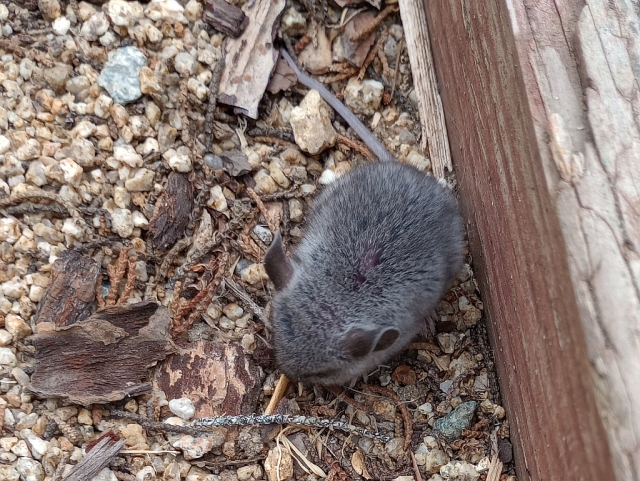 California deermouse